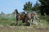 GREYHOUND 088